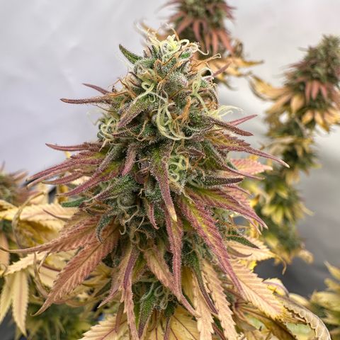 Blue Cheese growlog timeline photo