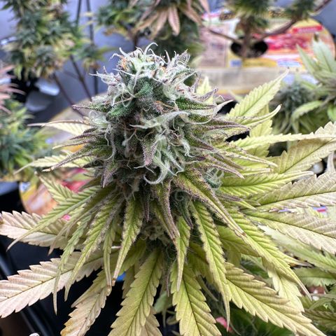 Blue Cheese growlog timeline photo