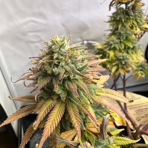 Blue Cheese growlog timeline photo