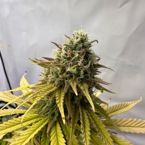 Blue Cheese growlog timeline photo