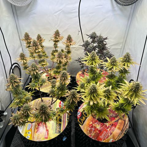 Blue Cheese growlog timeline photo