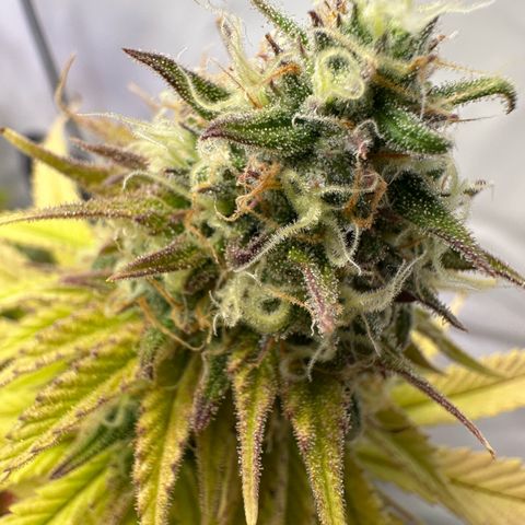 Blue Cheese growlog timeline photo