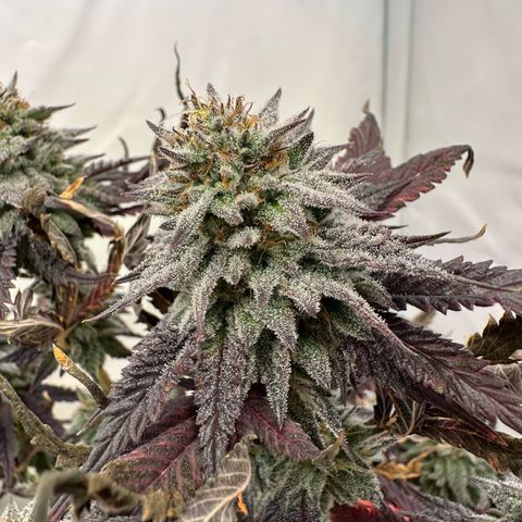 White Truffle Limited Edition  growlog timeline photo