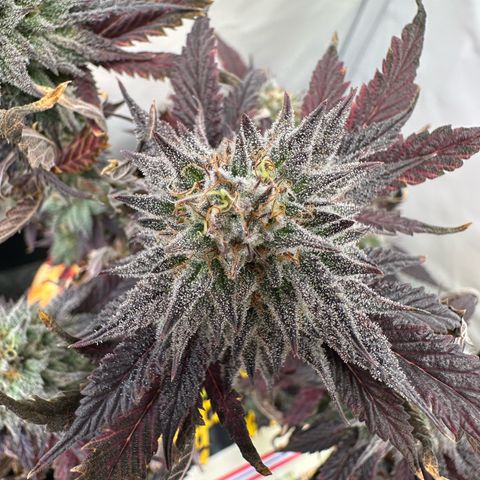 White Truffle Limited Edition  growlog timeline photo