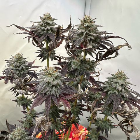 White Truffle Limited Edition  growlog timeline photo