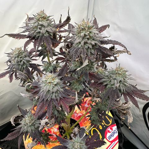 White Truffle Limited Edition  growlog timeline photo