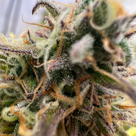 Blue Cheese growlog timeline photo