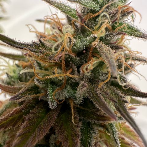 Blue Cheese growlog timeline photo