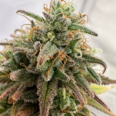 Blue Cheese growlog timeline photo