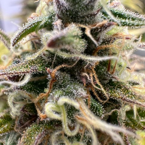 Blue Cheese growlog timeline photo