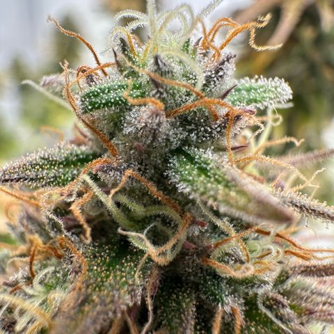 Blue Cheese growlog timeline photo