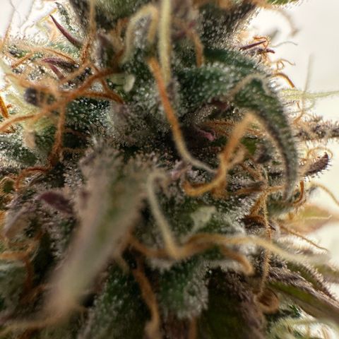 Blue Cheese growlog timeline photo