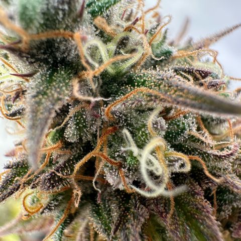 Blue Cheese growlog timeline photo