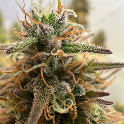 Blue Cheese growlog timeline photo