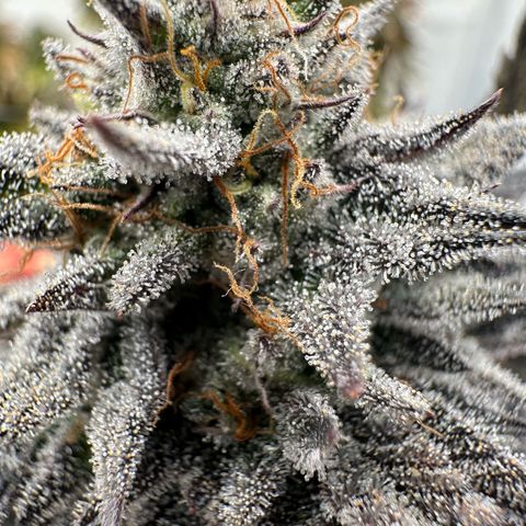 White Truffle Limited Edition  growlog timeline photo