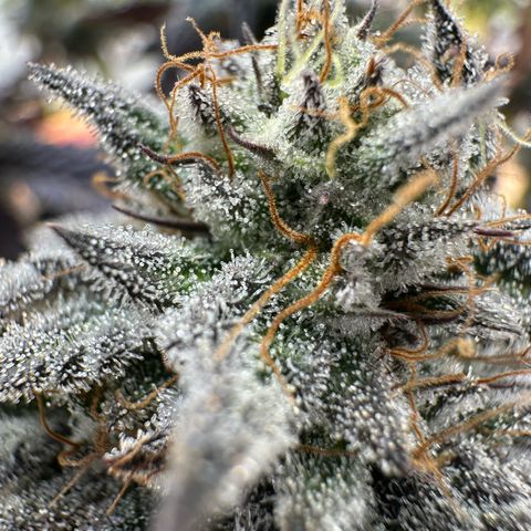 White Truffle Limited Edition  growlog timeline photo