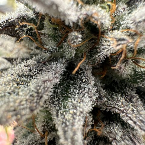 White Truffle Limited Edition  growlog timeline photo