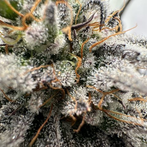 White Truffle Limited Edition  growlog timeline photo
