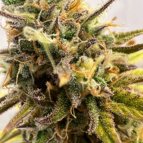 Blue Cheese growlog timeline photo