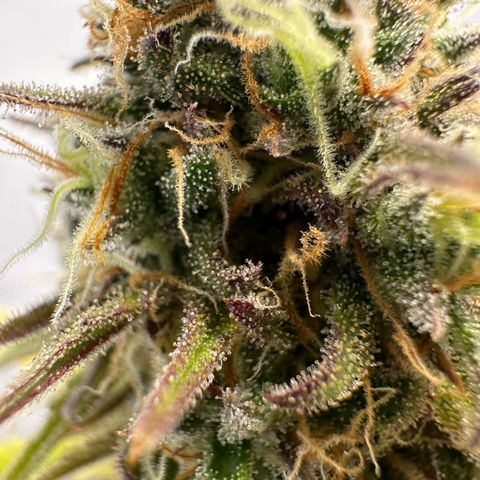 Blue Cheese growlog timeline photo