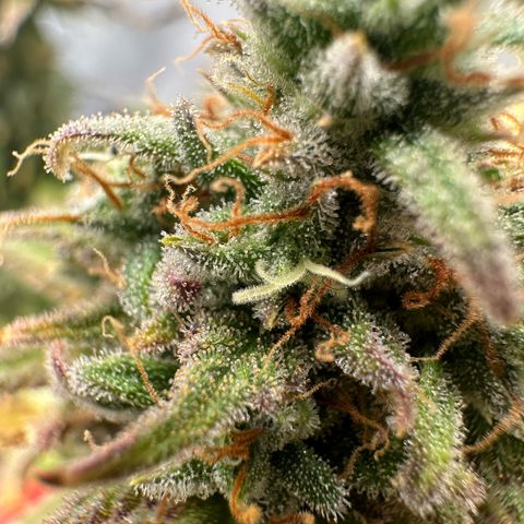 Blue Cheese growlog timeline photo
