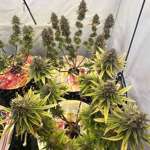 Blue Cheese growlog timeline photo