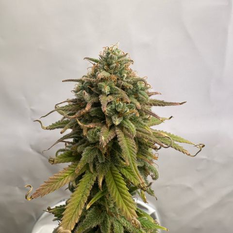 Blue Cheese growlog timeline photo