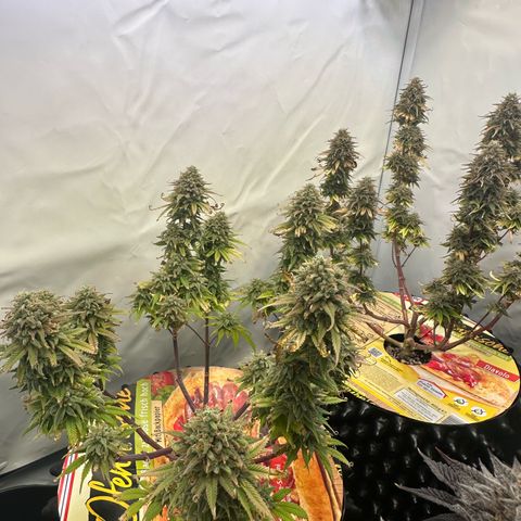 Blue Cheese growlog timeline photo