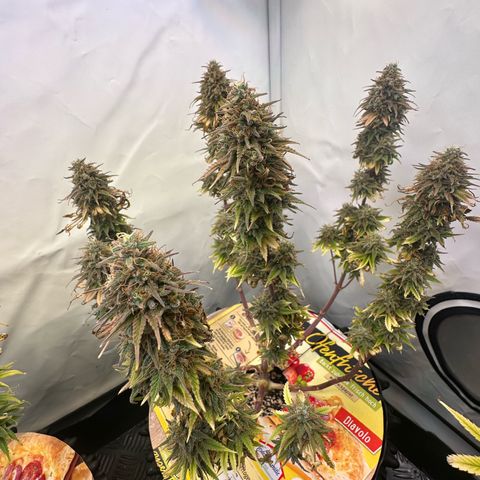 Blue Cheese growlog timeline photo