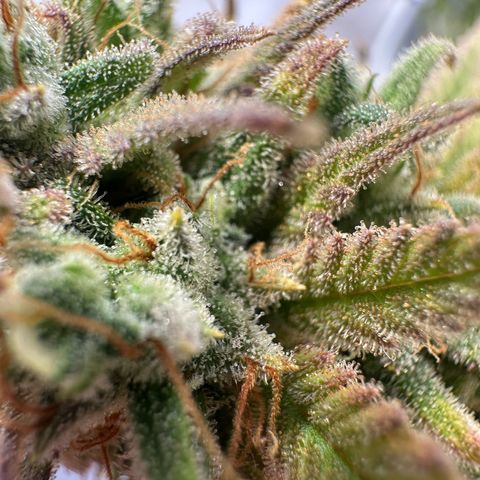 Blue Cheese growlog timeline photo