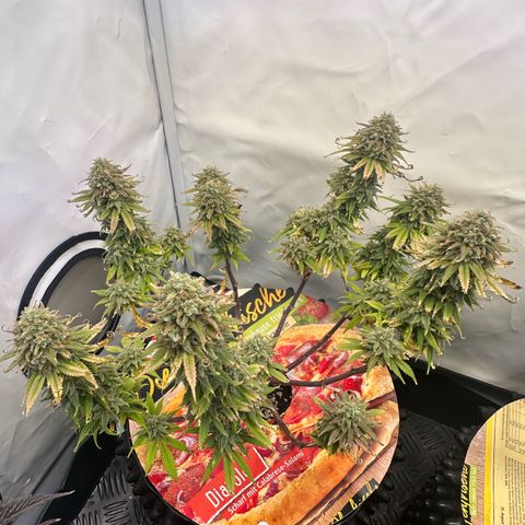 Blue Cheese growlog timeline photo
