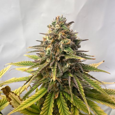 Blue Cheese growlog timeline photo
