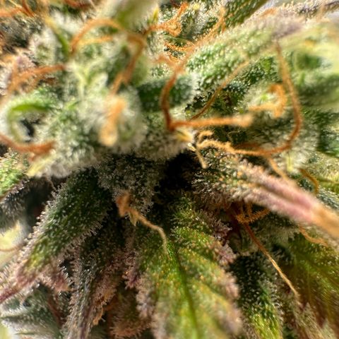 Blue Cheese growlog timeline photo