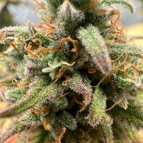 Blue Cheese growlog timeline photo