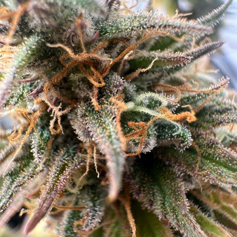 Blue Cheese growlog timeline photo