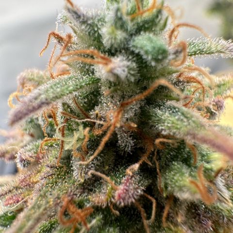 Blue Cheese growlog timeline photo