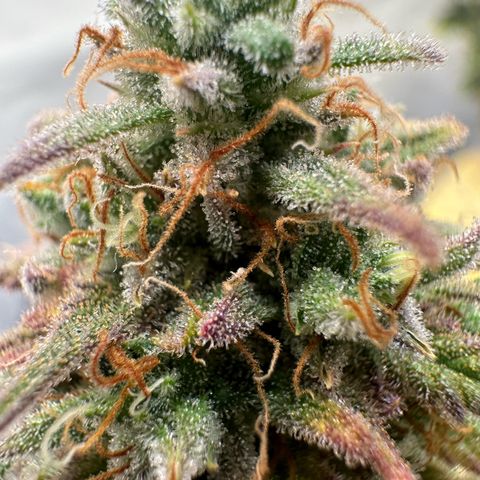 Blue Cheese growlog timeline photo