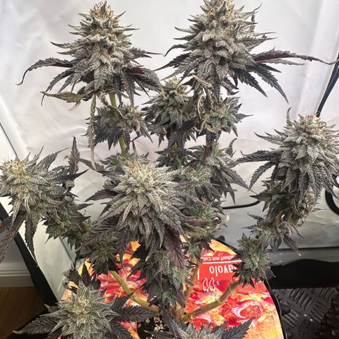 White Truffle Limited Edition  growlog timeline photo