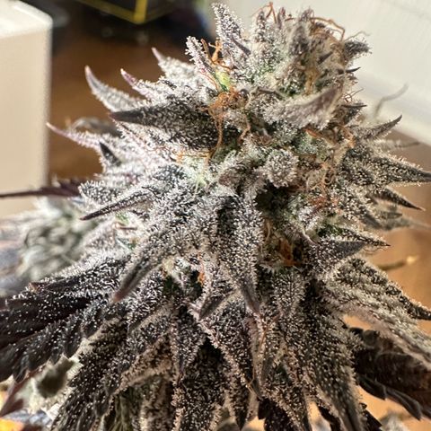 White Truffle Limited Edition  growlog timeline photo