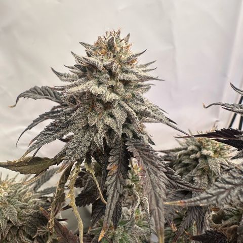White Truffle Limited Edition  growlog timeline photo