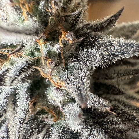 White Truffle Limited Edition  growlog timeline photo