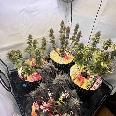 White Truffle Limited Edition  growlog timeline photo