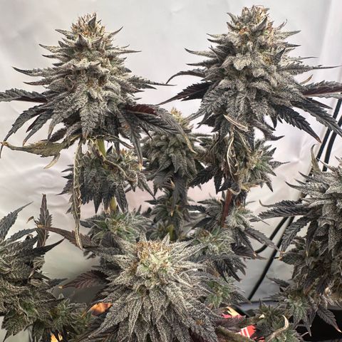 White Truffle Limited Edition  growlog timeline photo