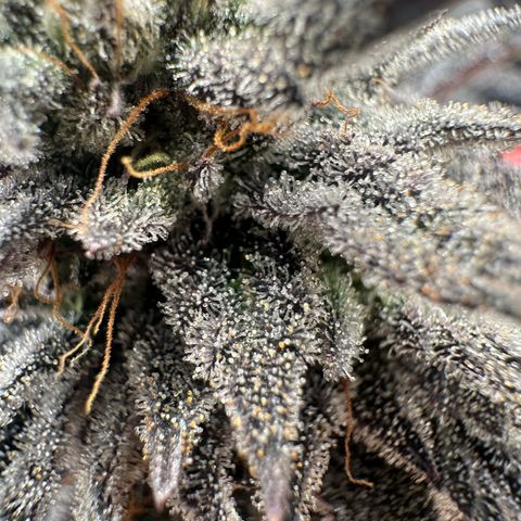 White Truffle Limited Edition  growlog timeline photo