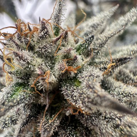 White Truffle Limited Edition  growlog timeline photo