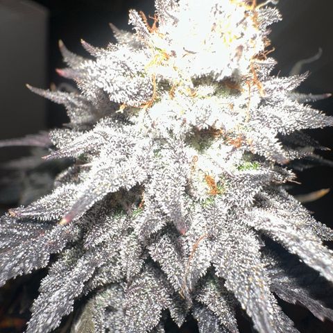 White Truffle Limited Edition  growlog timeline photo