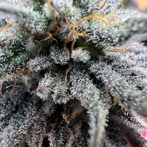 White Truffle Limited Edition  growlog timeline photo