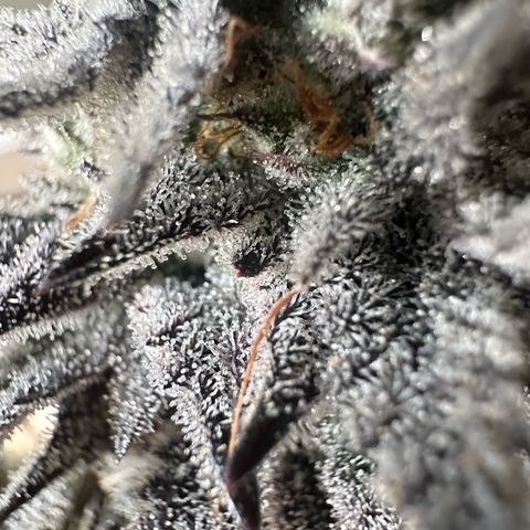 White Truffle Limited Edition  growlog timeline photo