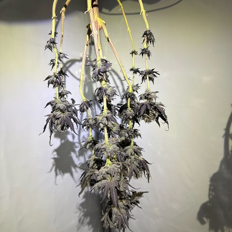 White Truffle Limited Edition  growlog timeline photo