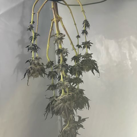 White Truffle Limited Edition  growlog timeline photo